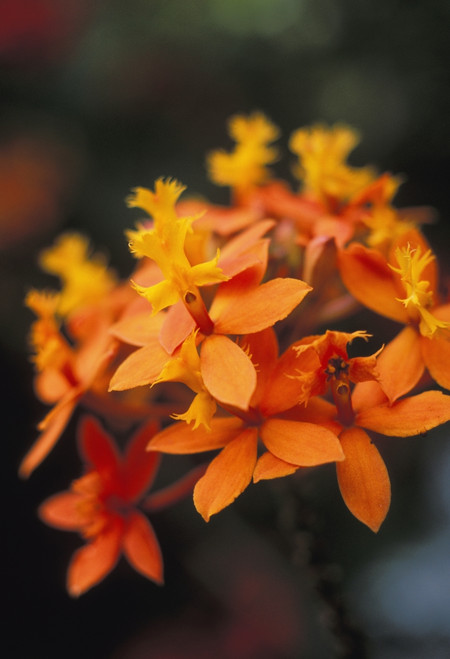 Close-Up Single Group Of Orange Epidendrum Orchid, Soft Focus PosterPrint - Item # VARDPI1990490