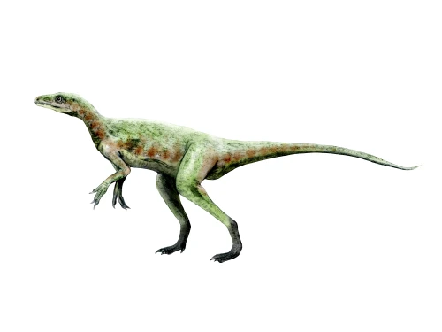 Eoraptor dinosaur, white background Poster Print