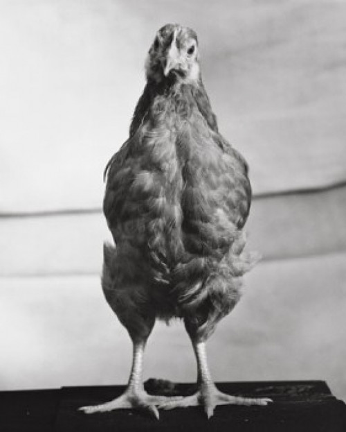 Rhode Island Red Hen standing Poster Print - Item # VARSAL2558452