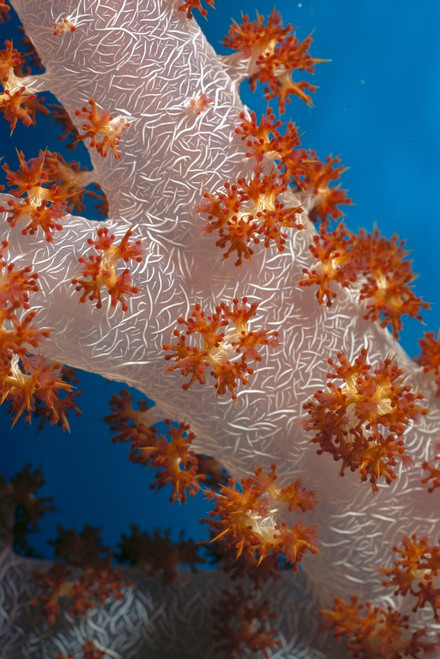 Fiji, South Pacific, Soft Coral, Extreme Close-Up Detail A91G PosterPrint - Item # VARDPI1996869
