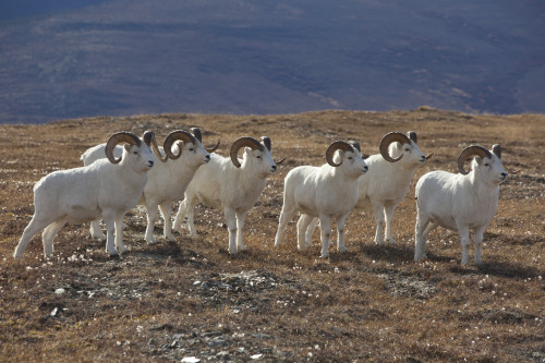 A Band Of Dall Sheep Rams In A High Mountain Meadow, Denali National Park And Preserve, Interior Alaska, Autumn PosterPrint - Item # VARDPI2150124