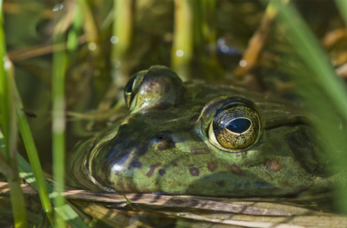 A bullfrog (Lithobates catesbeianus) rests in a pond; Astoria, Oregon, United States of America PosterPrint - Item # VARDPI2383054