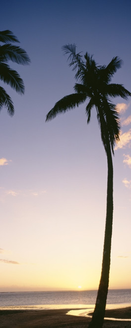 Palm Trees Silhouetted On Beach At Sunset; Fiji PosterPrint - Item # VARDPI1976418