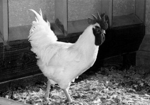 Side profile of a rooster Poster Print - Item # VARSAL25525965