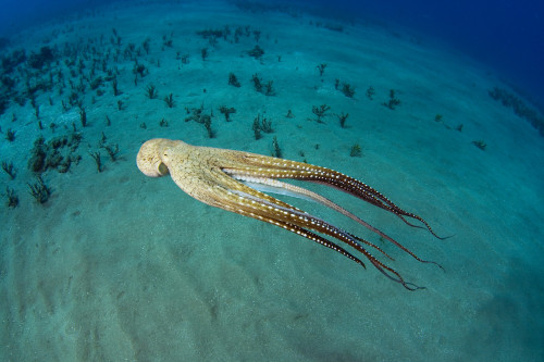 USA, Day Octopus (Octopus Cyanea); Hawaii PosterPrint - Item # VARDPI1978229