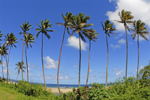 Fiji, Tall Palm Trees Line A Tropical Beach. PosterPrint - Item # VARDPI1985672