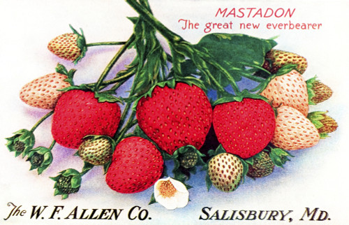 Historic Allen's Book of Berries with illustration of strawberries from 20th century. PosterPrint - Item # VARDPI12272559