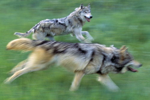 Wolves Running In Mountain Meadow, Blurred Focus PosterPrint