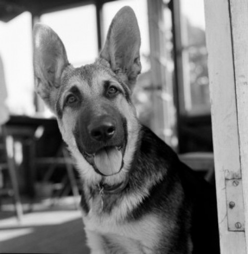 German Shepherd Dog Poster Print - Item # VARSAL255421831