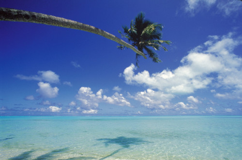 French Polynesia, Bora Bora, Palm Tree Over Turquoise Water Shadows PosterPrint - Item # VARDPI2001692