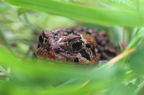 Toad In Grass And Weeds PosterPrint
