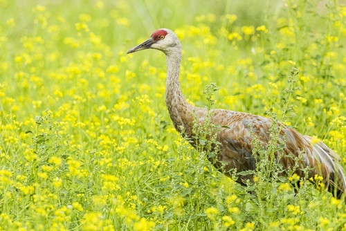 Sandhill Crane (Grus canadensis) foraging among yellow wildflowers at Creamer's Field Migratory Waterfowl Refuge in Fairbanks in Interior Alaska. Summer. Afternoon. PosterPrint - Item # VARDPI2427819