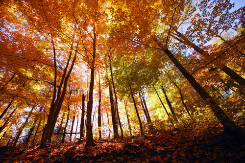 Trees In Autumn PosterPrint