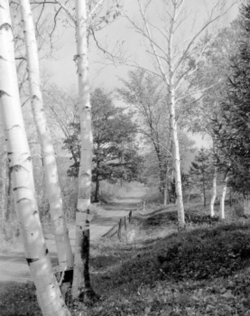 Country road and birch trees Poster Print - Item # VARSAL255422936