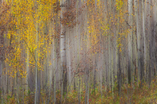 Painting of trees in a forest in autumn colours; Alberta, Canada PosterPrint - Item # VARDPI12290352