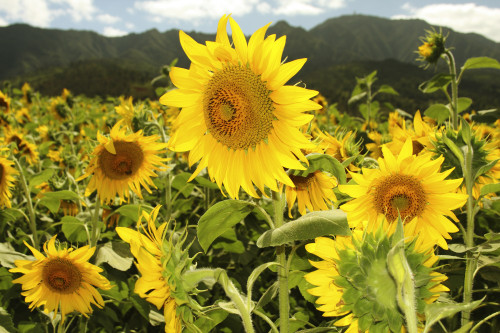 Hawaii, Oahu, North Shore, Sunflower Field. PosterPrint - Item # VARDPI1974155