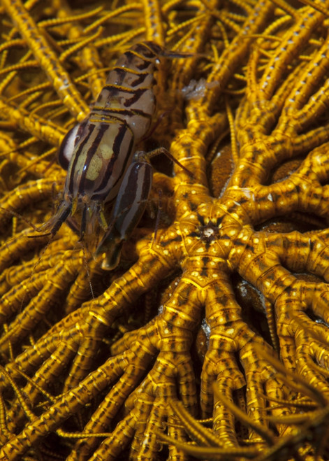 Striped snapping shrimp on a yellow crinoid, Bunaken National Park, Sulawesi, Indonesia Poster Print - Item # VARPSTSJN400481U