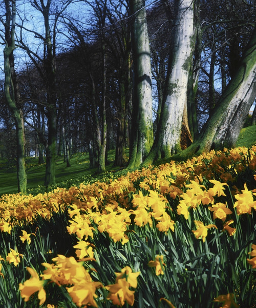 Daffodils (Narcissus); Flowers In A Forest PosterPrint - Item # VARDPI1803506