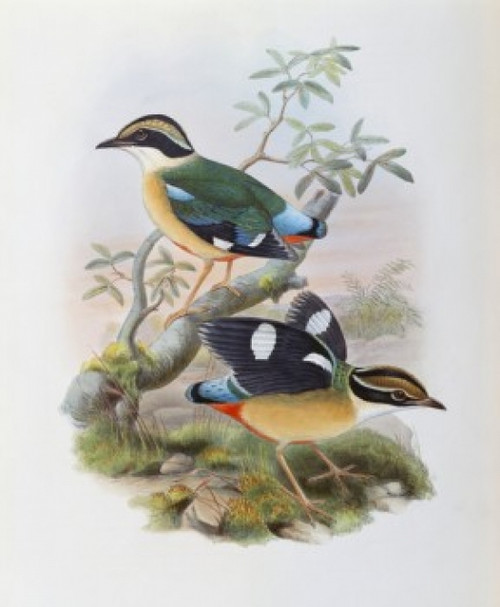 Bengal Pitta John Gould Poster Print - Item # VARSAL900139691