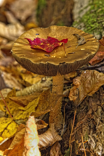 Mushroom With Leaf On It, Algonquin Provincial Park, Ontario. PosterPrint - Item # VARDPI2037452
