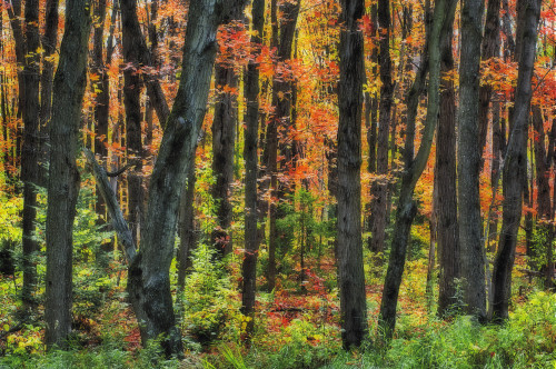 Autumn Sugar Maple, Yellow Birch And Balsam Firtrees. Algonquin Provincial Park, Ontario. Canada. PosterPrint - Item # VARDPI2065465