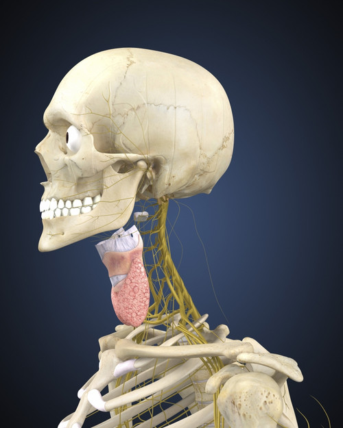 Human skeleton with nervous system and larynx organ of neck Poster Print - Item # VARPSTSTK701090H