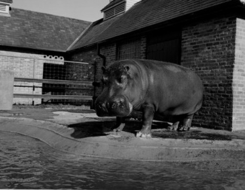 USA  Louisiana  New Orleans  Hippopotamus in zoo Poster Print (18 x 24) - Item # SAL255420711