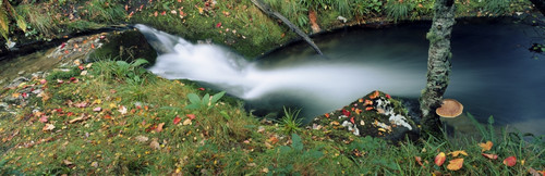 High Angle View Of A River In A Forest, Republic Of Ireland PosterPrint - Item # VARDPI1798864