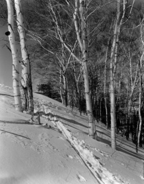 USA  Connecticut  winter in forest Poster Print - Item # VARSAL255423556