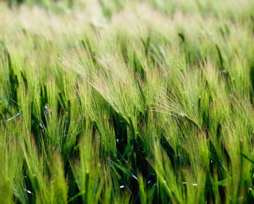 Barley, Co Down PosterPrint - Item # VARDPI1816411