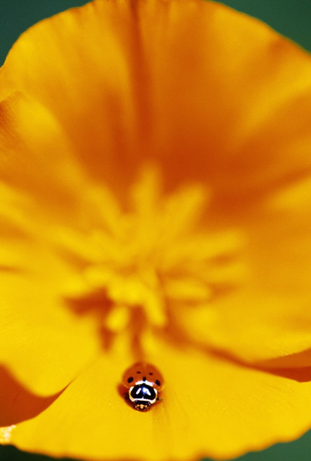 Ladybug On Poppy Flower Petal PosterPrint - Item # VARDPI1788419