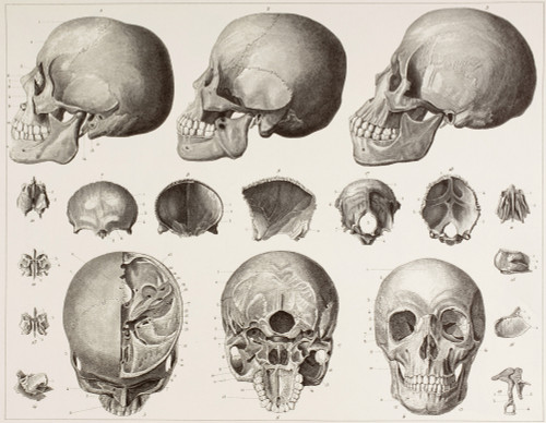Bones Of The Head. After A 19Th Century Print. PosterPrint - Item # VARDPI1904443