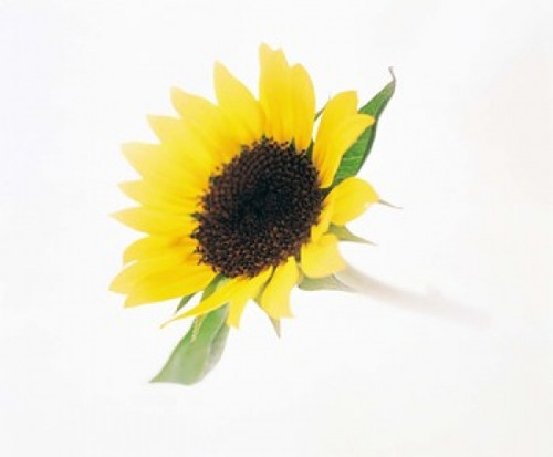 Close up of sunflower Poster Print by Panoramic Images (36 x 30) - Item # PPI117890