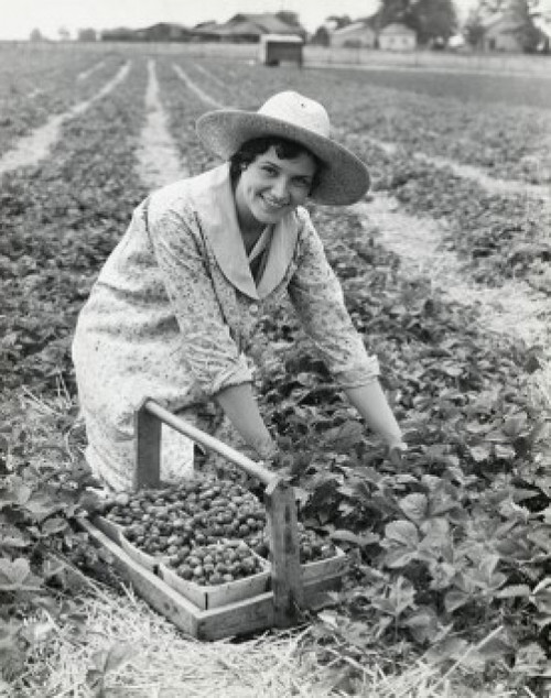 Woman picking strawberries on farm Poster Print - Item # VARSAL25528732