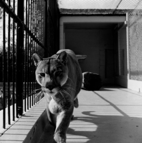 USA  Louisiana  New Orleans  Lioness in zoo Poster Print - Item # VARSAL255420727