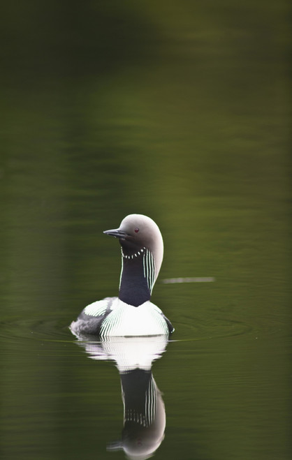 Close Up Of A Pacific Loon Swimming In A Pond In Chugach State Park Near Anchorage, Southcentral Alaska, Summer PosterPrint - Item # VARDPI2094374