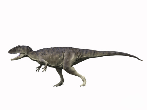 Eocarcharia dinops, Early Cretaceous of Niger Poster Print - Item # VARPSTNBT600028P