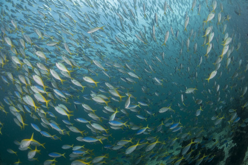 Very large school of blue and yellow fusilier fish, Derawan Islands, East Kalimantan, Indonesia Poster Print - Item # VARPSTMME400608U