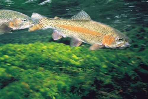 Two Fishes Swimming Underwater Poster Print by Panoramic Images (36 x 25) - Item # PPI126809