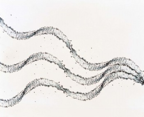 Three ribbons of water drops with white background Poster Print by Panoramic Images (36 x 30) - Item # PPI118027