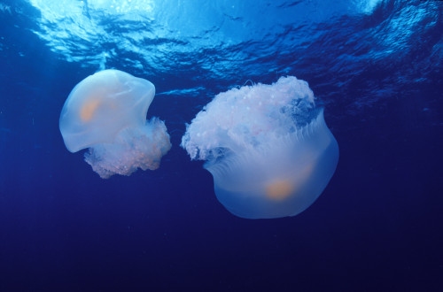 Marshall Islands, Kwajalein Atoll, Pair Of Jellyfish (Olindas Sp?) PosterPrint - Item # VARDPI1996011