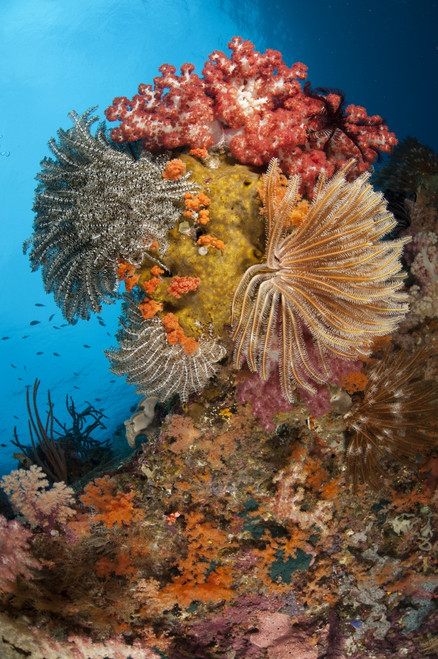 Colorful crinoids and soft corals adorn a reef in Raja Ampat, West Papua, Indonesia Poster Print - Item # VARPSTSJN400514U