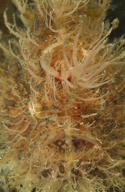 Hairy frogfish, Lembeh Strait, Bitung, North Sulawesi, Indonesia Poster Print - Item # VARPSTMME400080U