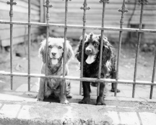 Two dogs with sticking out tongues looking through fence Poster Print - Item # VARSAL255418398
