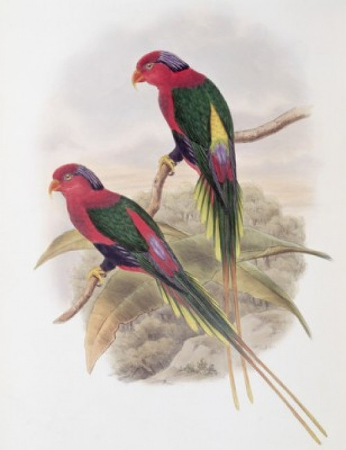 Stella Parakeet John Gould Poster Print