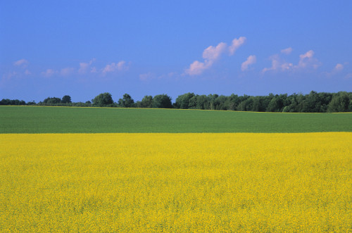 Canola Field, Bruce Township, Georgian Bay Ontario. PosterPrint - Item # VARDPI2021782