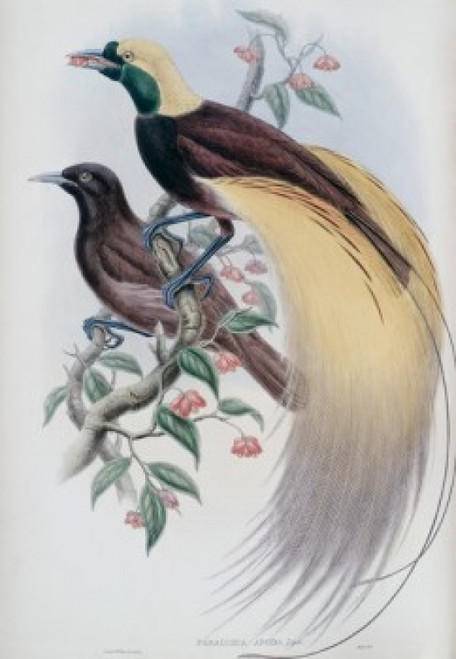 Greater Bird Of Paradise John Gould Poster Print - Item # VARSAL900140779