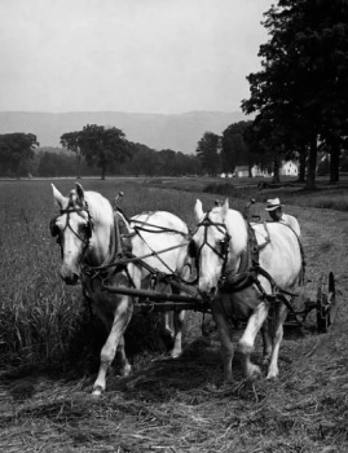Farmer farming in a field Poster Print