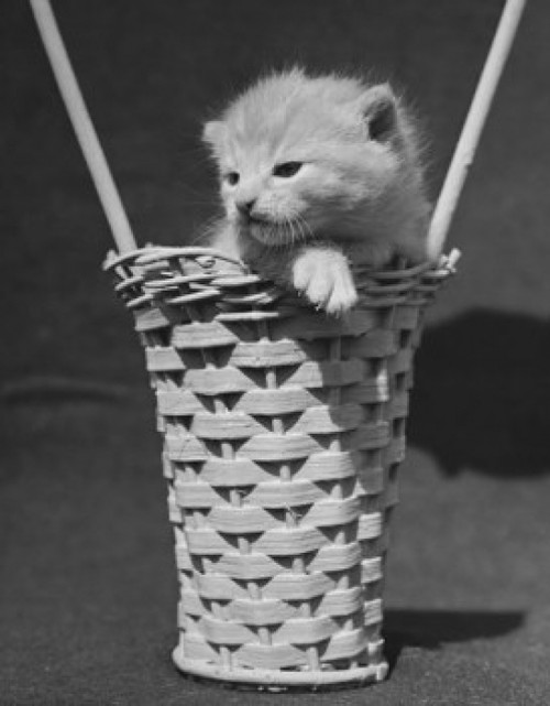 Kitten in a basket Poster Print - Item # VARSAL25529844