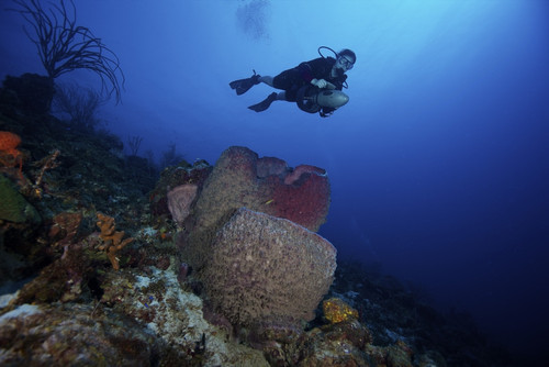 Scuba diver propels above a large barrel sponge, Bonaire, Caribbean Netherlands Poster Print - Item # VARPSTTMO400143U